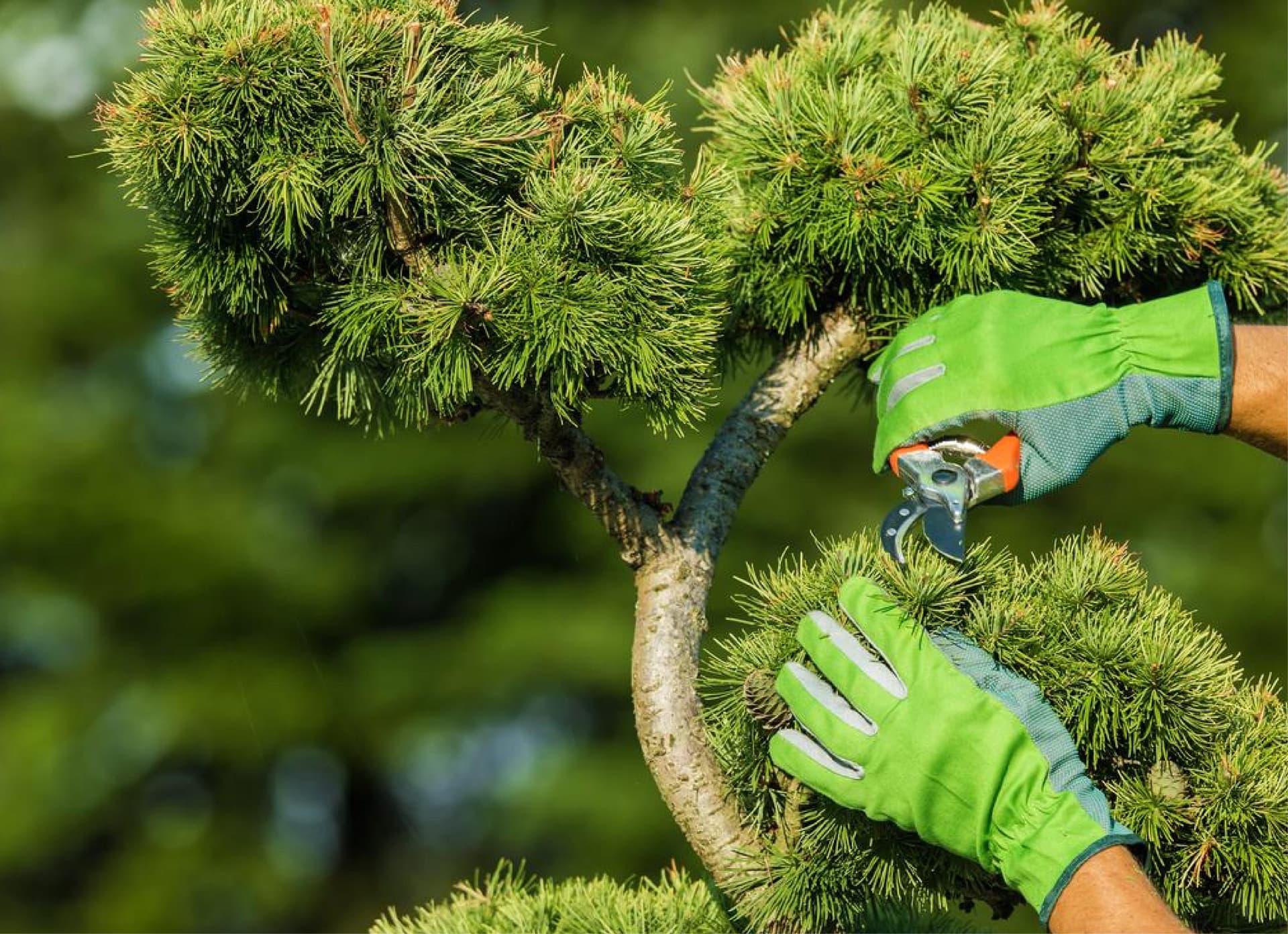 Jardinier professionnel en Guyane